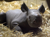 New Born Rhinoceros Zawadi Lifts its Head at the Zoo in Berlin