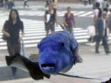 Buy Stellate Puffer and Other Fish from the Okinawan Sea on Display in Tokyo's Ginza Shopping District at AllPosters.com