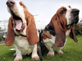 Bassethounds Pose in Dortmund, Germany