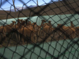 Buy Sheared Vicunas Wait to Be Released by Farmers in the Andean Village of Patoko, Bolivia at AllPosters.com