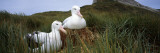 Wandering Albatross Mated Pair in a Nest, Bird Island, South Georgia Island