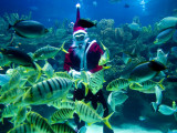 Diver Dressed as Santa Claus Feeds Fish as Part of Christmas Celebrations, Aquarium in Kuala Lumpur