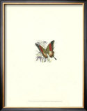 Papilio Palinurus Butterfly