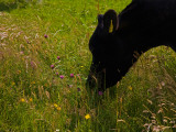 Friesian Cattle Grazing in Wild Flower Meadow, Near Bunmahon, County Waterford, Ireland