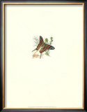 Slaonus Butterfly