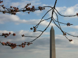 Buy Cherry Blossom Buds are Seen in the Peduncle Elongation Phase by the Washington Monument at AllPosters.com