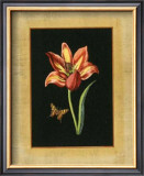 Tulip in Frame II