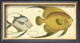 Buy Silver Fish at AllPosters.com
