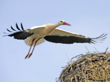 Stork Approaches its Nest in Holzen