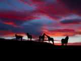 Silhouette of Horses at Night, Iceland