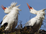 Storks Sit in their Nest at Bergenhusen, Northern Germany