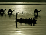Indian Farmers Carry Watermelon across the River Ganges on their Camels in Allahabad, India