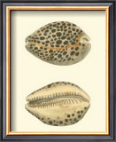 Buy Leopard Cowry Shells at AllPosters.com