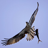 Osprey Carries Fish in Talons as it Flies over the Players Championship Golf Tournament in Florida