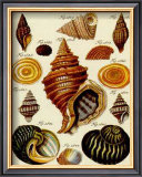 Conchylien Cabinet III