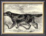 Gordon Setter