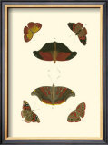 Buy Cramer Butterfly Study III at AllPosters.com