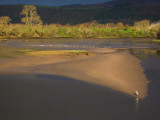 Common or Grey Heron, Stormy Skies over Barnaweee, Dungarvan, County Waterford, Ireland