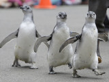 Trio of New Adolescent Magellanic Penguins Waddle Through the San Francisco Zoo