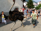 Running with an Ostrich in the Streets of Northern Spain, Imitating the Famous Running of the Bulls