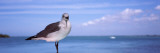 Seagull at the Seaside, Florida, USA