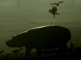 Birds Fly over a Hippopotamus at the Ramat Gan Safari, Israel