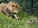 Lion Hounds a Little Fox at the Zoo in Wuppertal