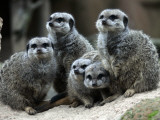 Slender-Tailed Meerkats Snuggle Against Each Other for Warmth in the Zoo in Hanover