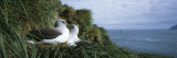 Grey Headed Albatross Courting, Bird Island, South Georgia Island