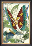 Butterfly VI
