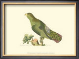 Buy Purple-Tailed Parakeet at AllPosters.com
