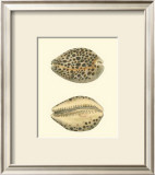 Buy Leopard Cowry Shells at AllPosters.com