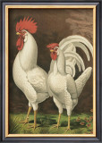 Buy Roosters VI at AllPosters.com