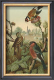 Finches