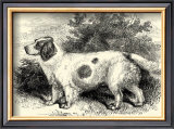 Clumber Spaniel