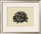 Buy Coral on Khaki I at AllPosters.com