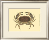 Buy Antique Crab IV at AllPosters.com
