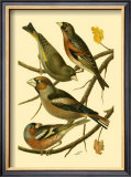 Buy Domestic Bird Family II at AllPosters.com