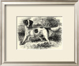 English Setter