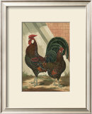 Buy Roosters V at AllPosters.com