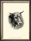 Buy Antique Cattle II at AllPosters.com