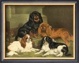 Toy Spaniels