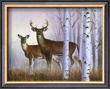 Deer in Birch Woods