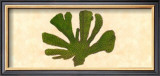 Buy Jade Coral at AllPosters.com