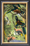 Buy Tropical Birds II at AllPosters.com