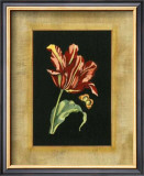 Tulip in Frame IV