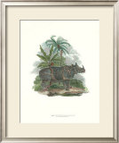 Buy Rhinoceros at AllPosters.com