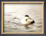 Buy Solitary Eider at AllPosters.com