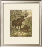 Buy Small Moose at AllPosters.com
