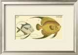 Buy Silver Fish at AllPosters.com